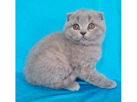 Scottish Yavrular Sahibinden