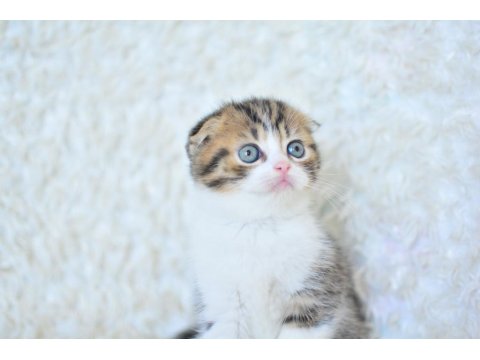Şapkalı Bicolor Scottish Fold