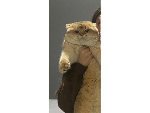 British Golden Kedimiz