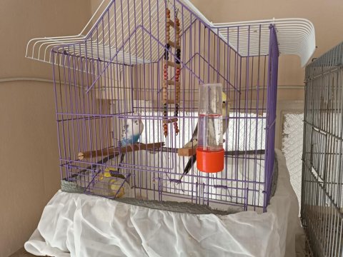 Acil Satılık Çift Ve Dişi Sultan Papağanı