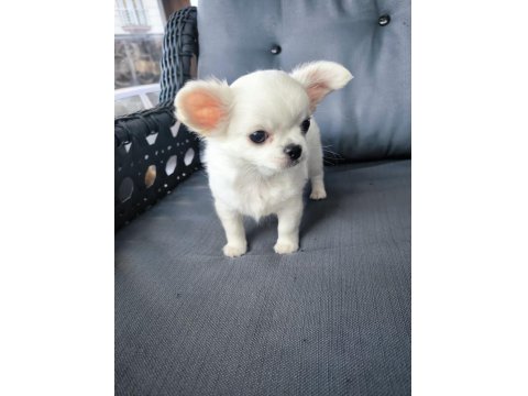 Beyaz Uzun Tüylü Erek Chihuahua Yavrusu
