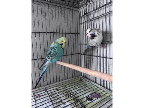 Show Jumbo Çift Muhabbet Kuşu