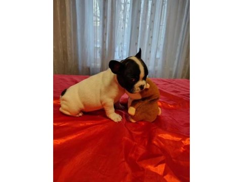 Oyun Arkadaşı French Bulldog Bebeklerimiz