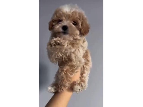 2 Aylık Dişi Kore Kan Maltipoo