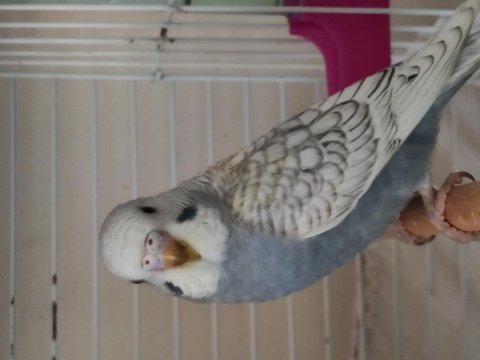 Yeni Yeme Düşmüş Yavru Muhabbet Kuşu Yeni Yuva Aranıyor