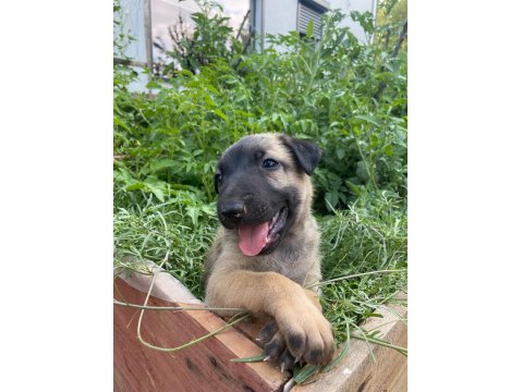 Orjinal Belçika Kurdumuz