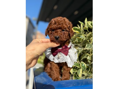 Safkan Toy Poodle Yavru Köpekler