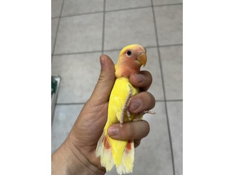 Yeni Yeme Düşmüş Isırma Bilmeyen Sevda Papağanları