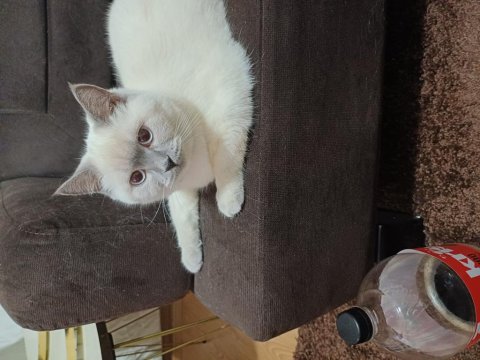 British Shorthair Kızımız Şekeri Sahiplendirmek İstiyorum