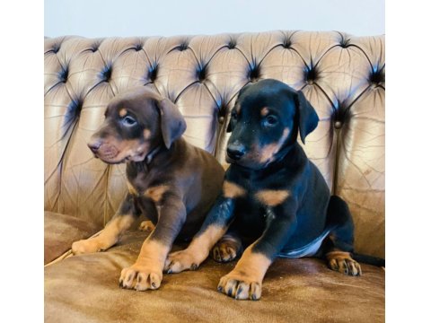 A Kalite Doberman Yavruları