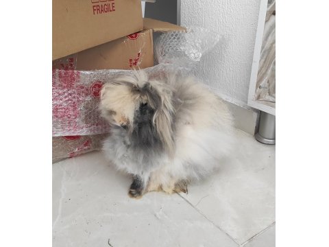 Hollanda Lop Tavşanlar