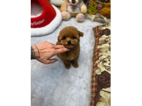 Dişi Ve Erkek Köpeğimiz Vardır Hepsi Safkandır