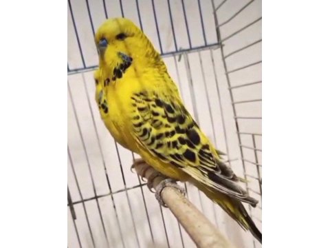 Texas Çift Muhabbet Kuşu