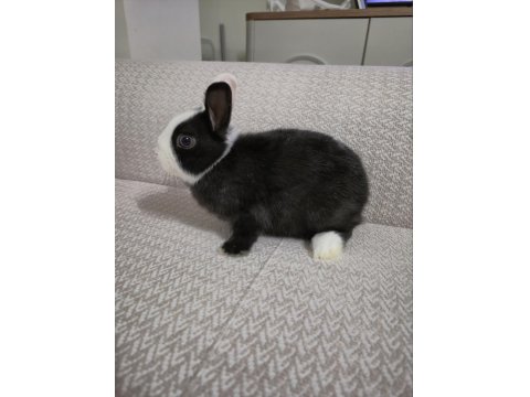 Safkan Hollanda Cüce Erkek Ve Dişi Tavşanlar