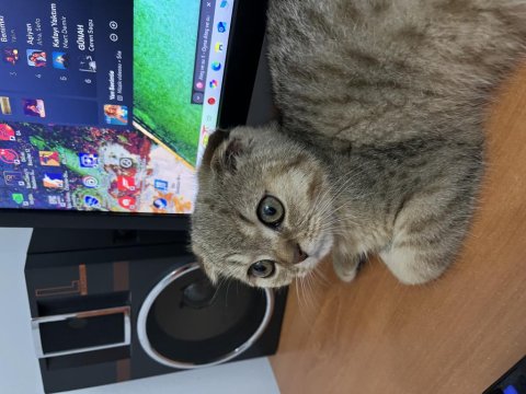 Yavru Scottish Fold Uysal