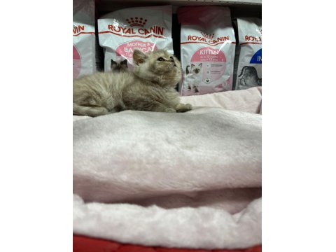 Irkının En İyi Örneklerinden British Kediler Yuvaya Hazır