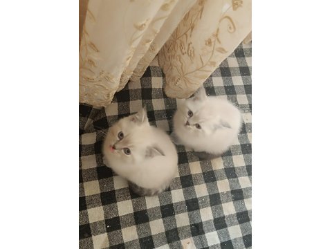 British Shorthair Blue Point 2 Aylık