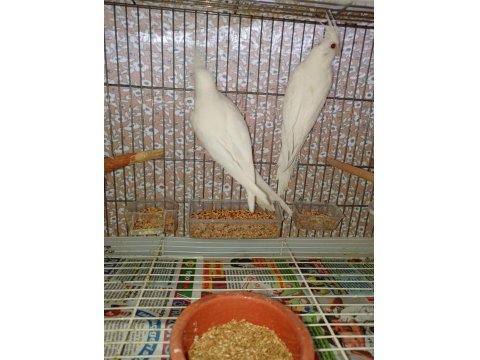 Takım Albino Sultan Papağanım