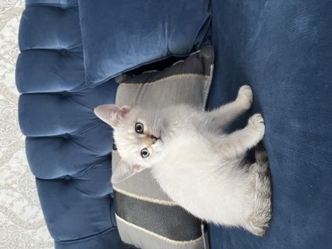 Ücretli Sahiplendirme Kedimiz