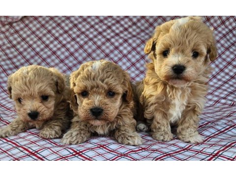 Maltipoo Ekstra Mini Yavrular