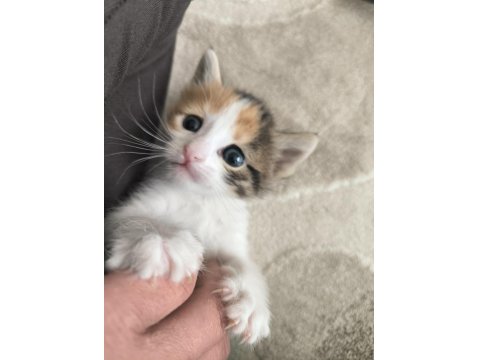 Yavru Tekir Kedilerimiz