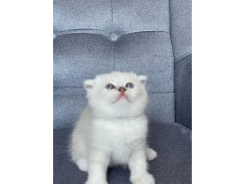 Scottish Fold Yavru