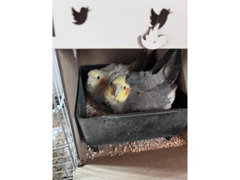 Çift Sultan Papağanı Açıklamayı Oku