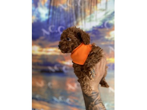 Toy Poodle Garantili Köpekler