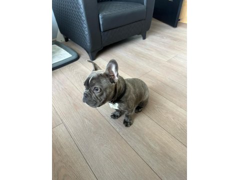 4.5 Aylık French Bulldog Blue Aşılı Karneli