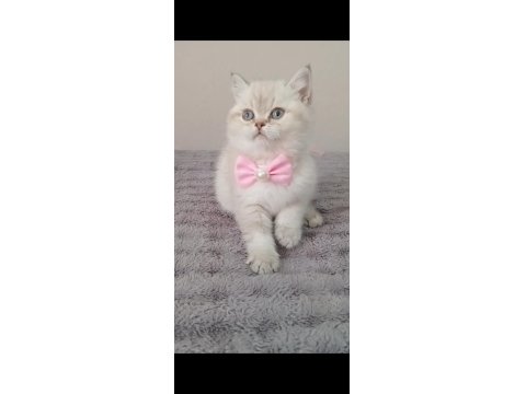 Mavi Gözlü Blue Point British Shorthair Yavrular