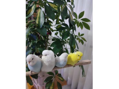 45 Günlük Muhabbet Kuşu Yavrular