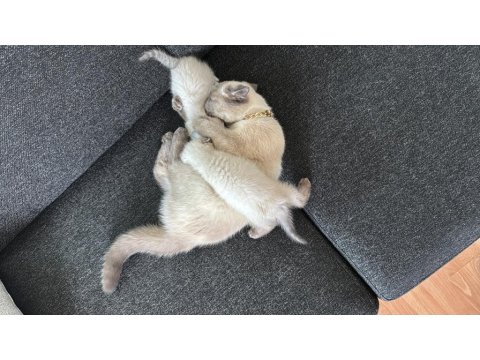 Siyam Mavi Gözlülerimiz Yeni Sahiplerini Arıyor