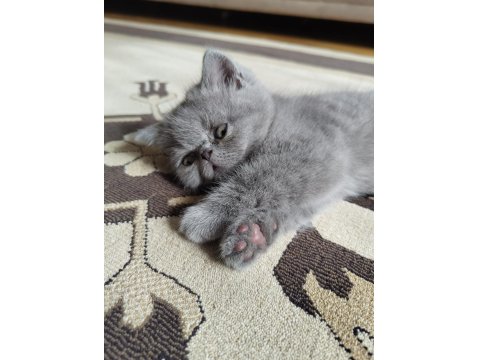 50 Günlük British Kızlarımız