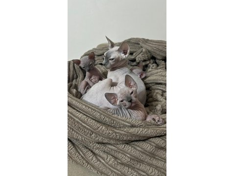 Safkan Kanada Sfenks Yavruları