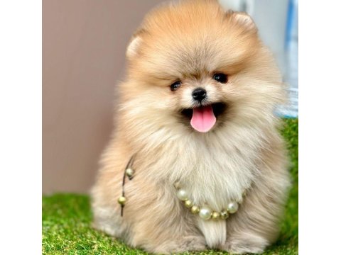 Safkan Pomeranian Boo Yavrular İçin Ulaşın