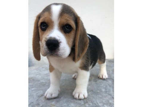 Irk Garantili Beagle Yavruları