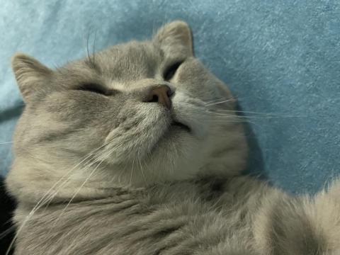 3 Tane Kedimiz Bir Anne Ve İki Yavru