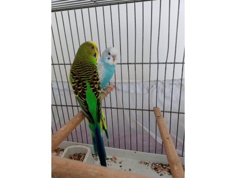 Muhabbet Kuşlarım Tek Veya Çift
