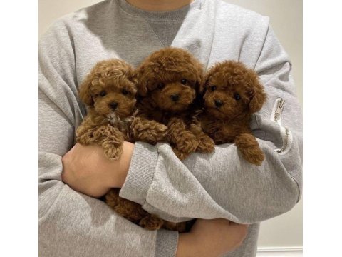 Sağlık Ve Irk Garantili Toy Poodle Köpekleri