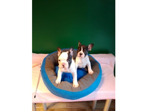 Biblo Gibi French Bulldog Yavrularımız