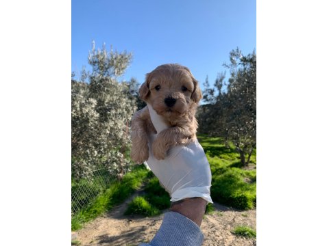 Maltipoo Yavrularımız