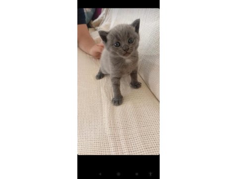 Kedimiz İçin Açıklamayı Okuyun Uyguna Vereceğim