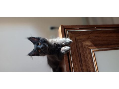 Blue Ve Black Smooke Maine Coon