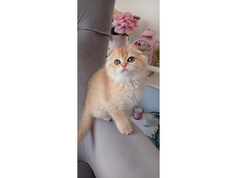 Golden Black Ny12 Kardeş Kediler Teslime Hazır