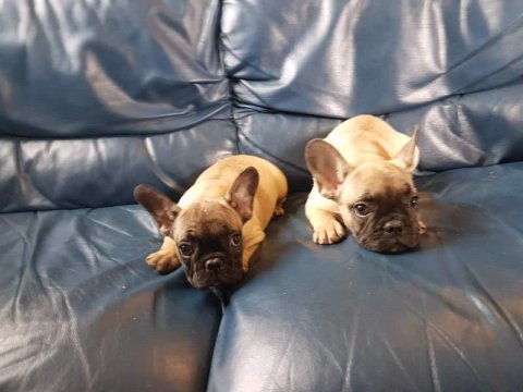 Exotic French Bulldog Yavruları