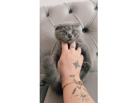 Acil Sahiplendirme Scottish Fold Kedimiz