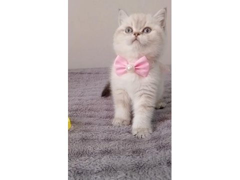 Mavi Gözlü Blue Point British Shorthair Yavrular