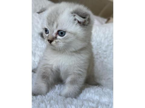 Scottish Fold Blue Point Yavru Kedim