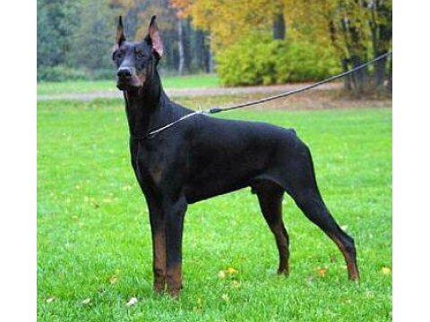 Eğitimli Doberman Yavruları Çiftlikten