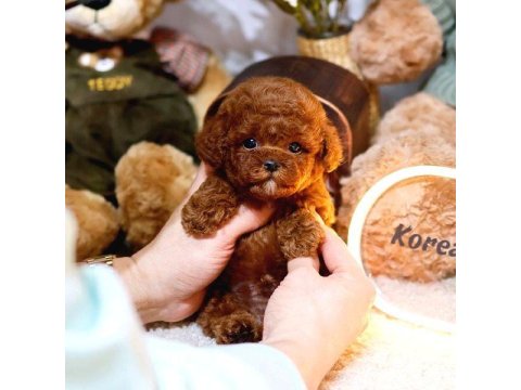 Toy Poodle Bebek Köpekler